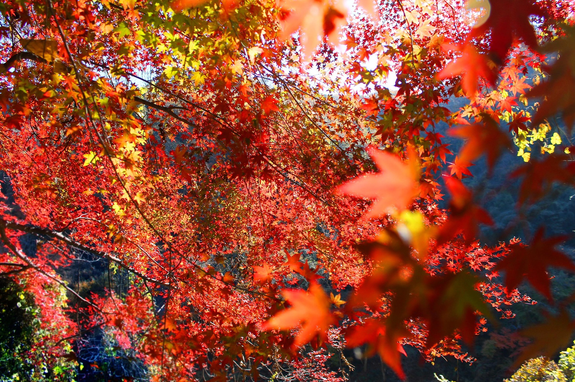 Autumn Maple