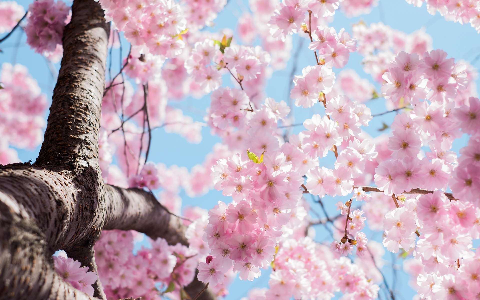 Spring Cherry Blossom